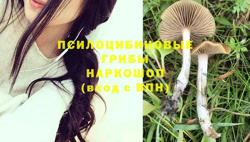 дарк нет состав  Алдан  Псилоцибиновые грибы Psilocybine cubensis 